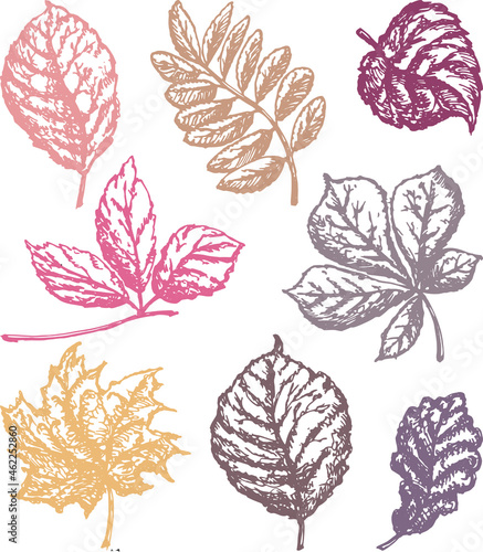 Vector outline drawings of set autumn leaves various deciduous trees