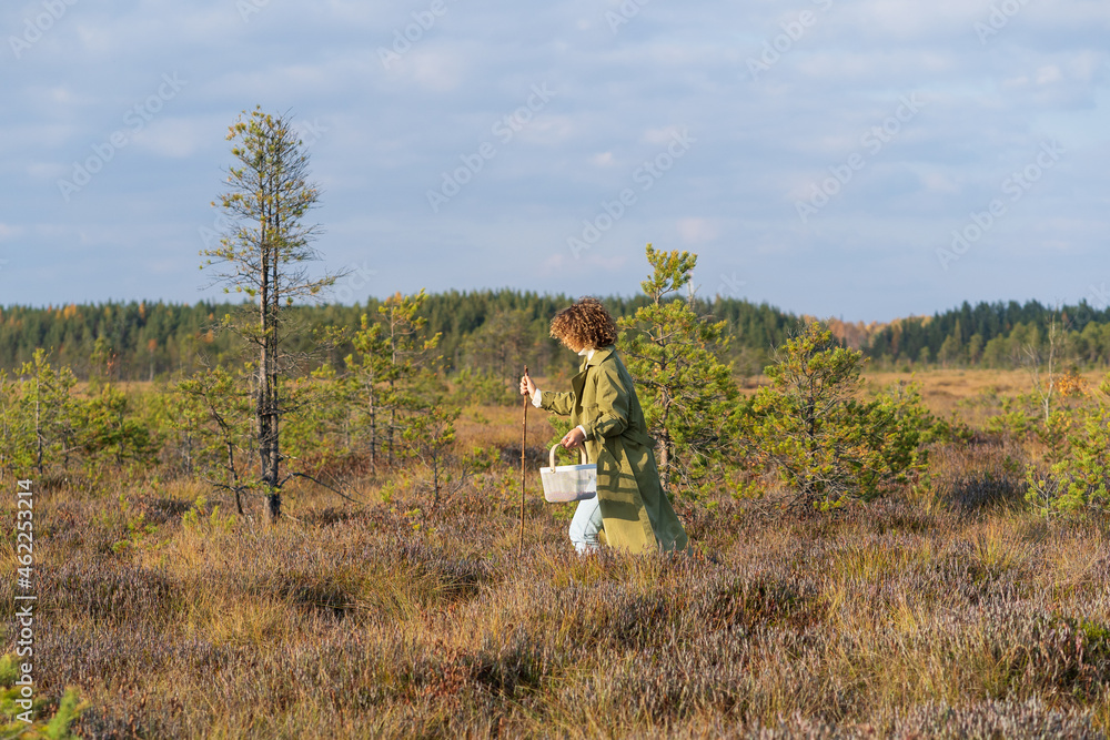 Obraz premium Relax in nature: stylish urban girl walking on swamp picking cranberries and seasonal berries on weekend or vacation. Female travel outside city for recreation and unity with nature. Autumn leisure