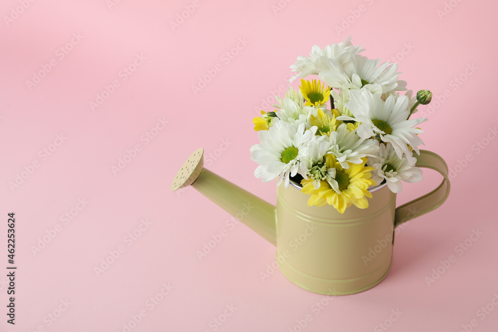 Watering can with chrysanthemums on pink background