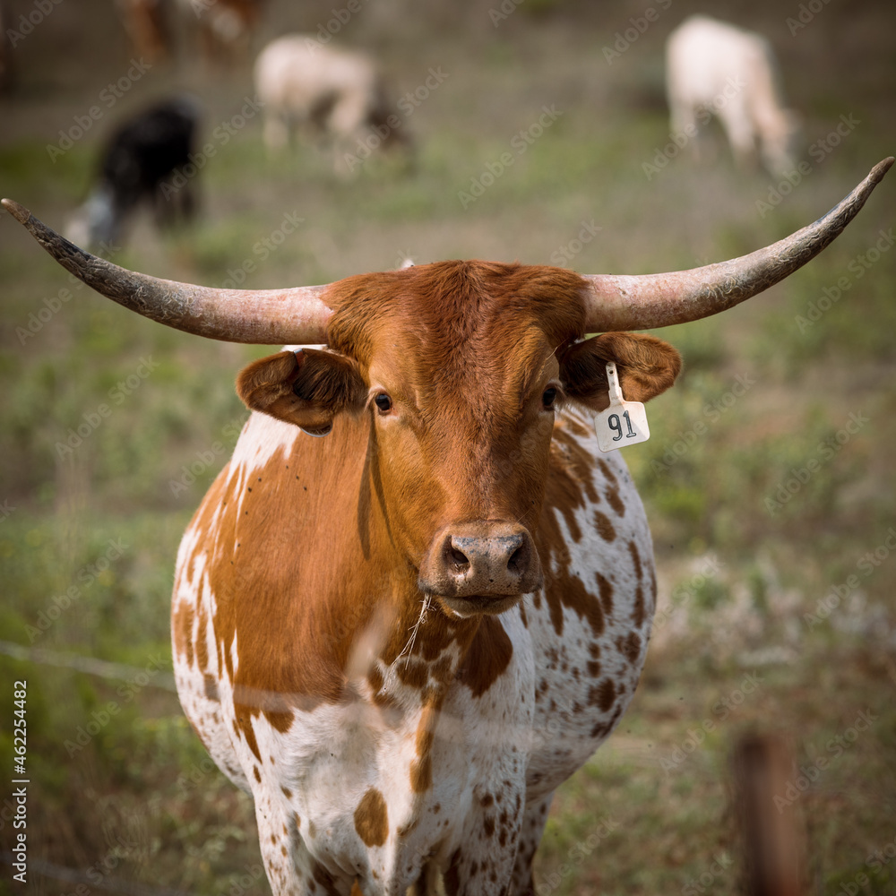 Longhorns in the field. Arnett, Oklahoma Longhorns in the field. Arnett, Oklahoma