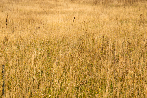 Yellow autumn grass in the field, golden landscape