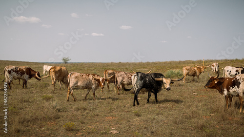 Longhorns in the field. Arnett, Oklahoma © Marco