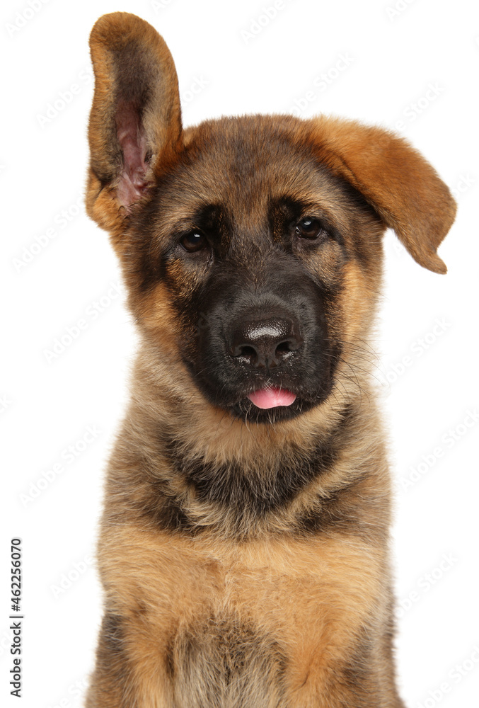 German Shepherd puppy on a white background