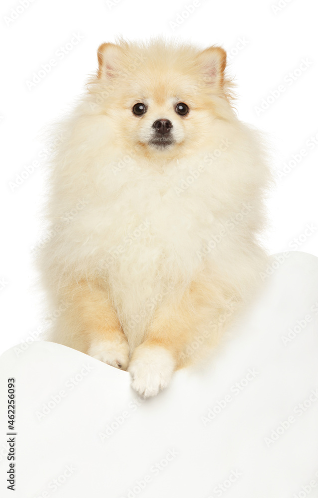 Spitz puppy