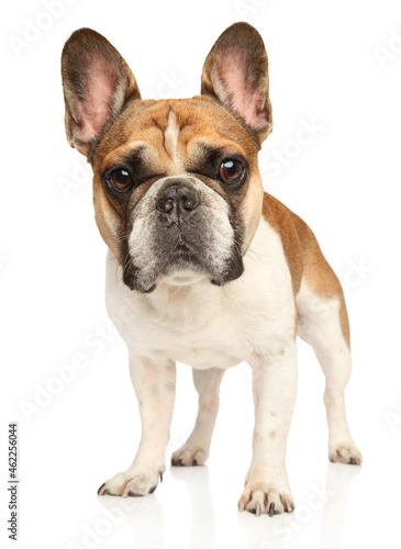 French bulldog looking at the camera