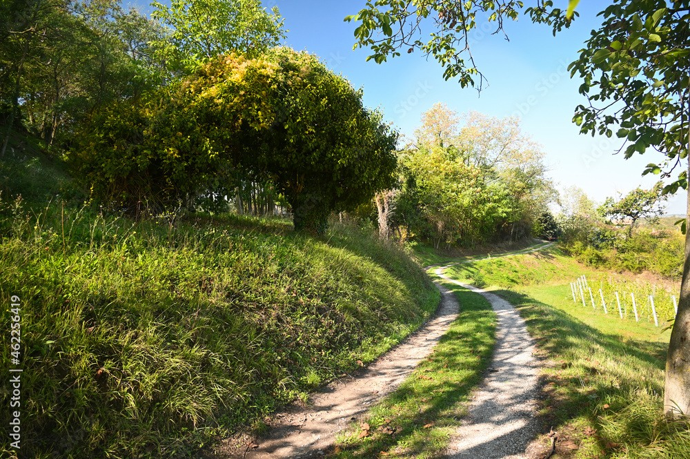 The dirt road winds between a grassy hill with a beautiful spreading tree and vineyard