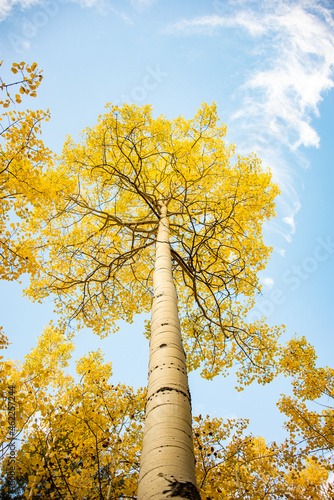 Beautiful Fall Aspen