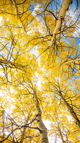 Fall trees