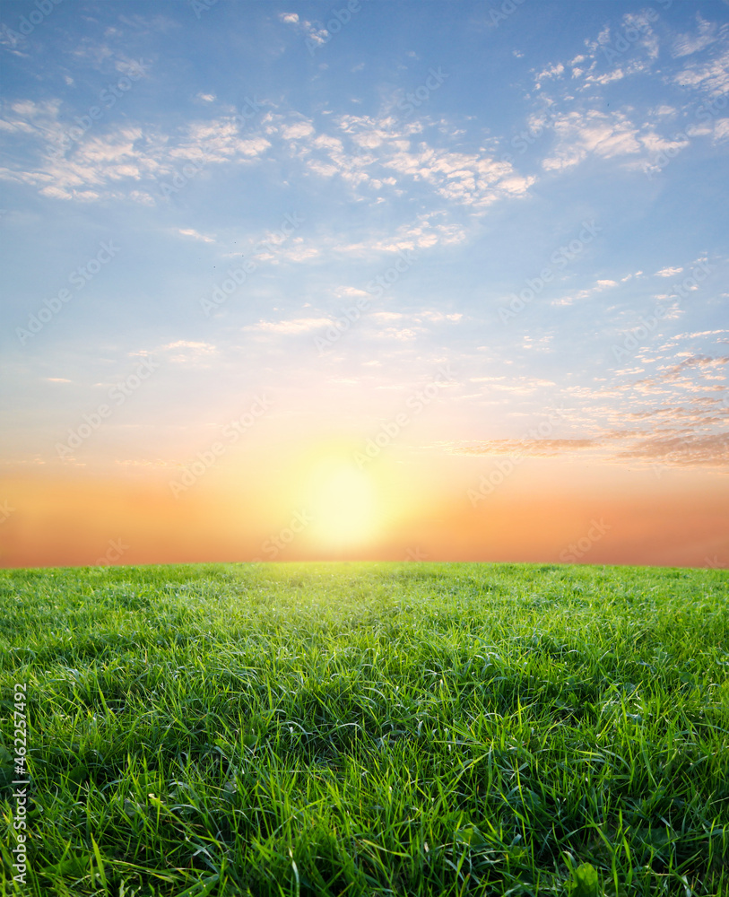 A field with green grass to the horizon on the background of sunset.