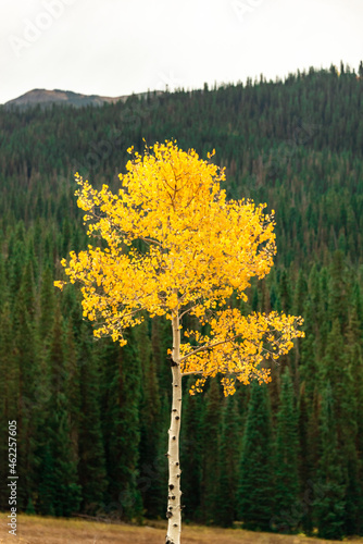 Aspen in The Evergreens
