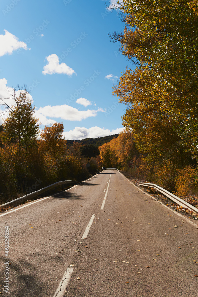 Fototapeta premium Road with trees with autumn colors