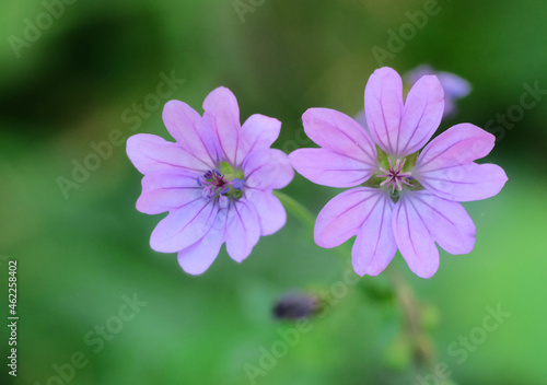 Geranium Tuberosum flowers closeup  blurred background  horizontal orientation.