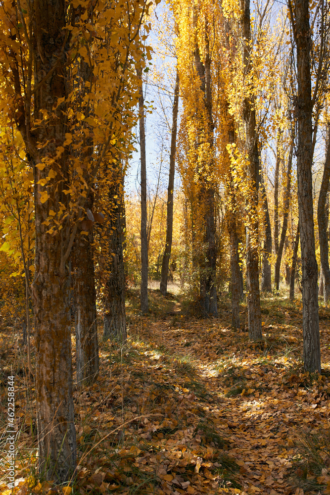 Row of trees in autumn with leaves on the ground
