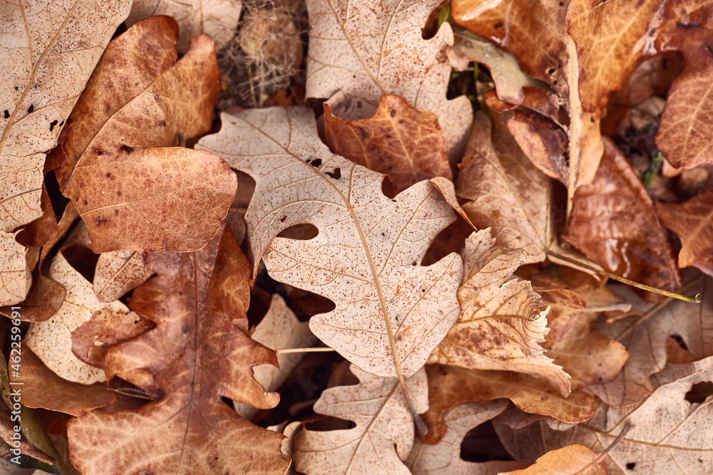 Fallen autumn leaves