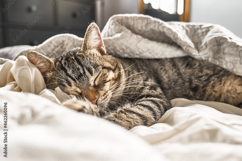 Cute tabby cat sleeping on white blanket on the bed. Funny home pet. Concept of relaxing and cozy wellbeing. Sweet dream.
