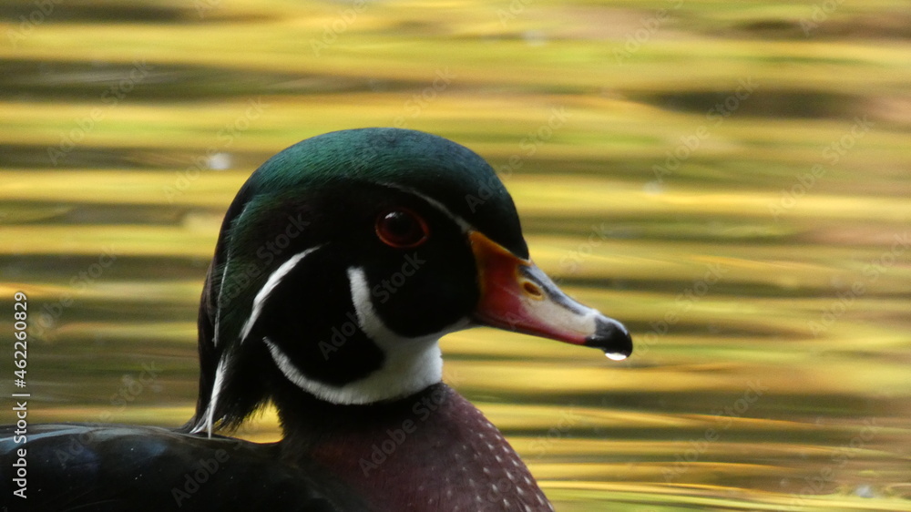 Fototapeta premium Close up of a duck