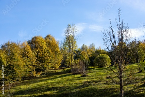 a field with trees on the slope of a hill