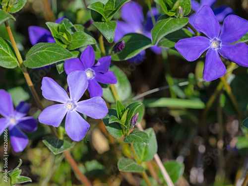 Blau blühendes Immergrün, Vinca