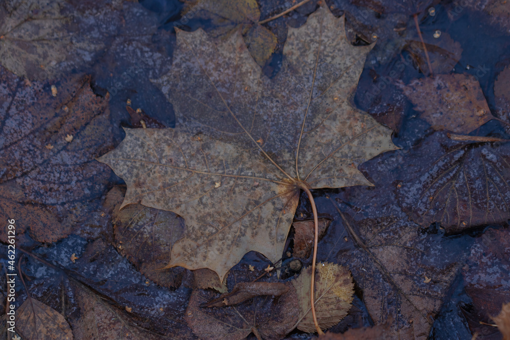 Obraz premium Autumn leaves are frozen in a puddle