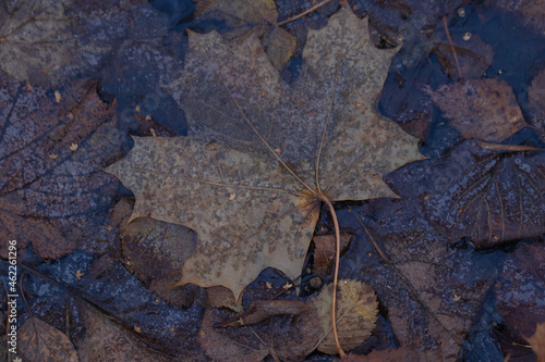 Autumn leaves are frozen in a puddle