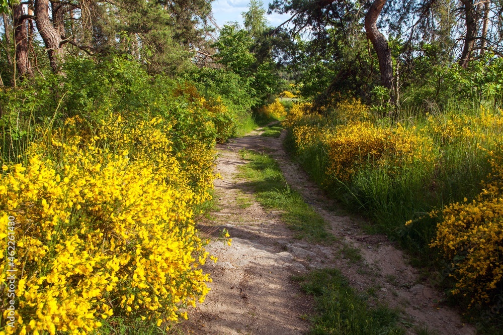 Cytisus scoparius, the common broom or Scotch broom Cytisus scoparius, the common broom or Scotch broom
