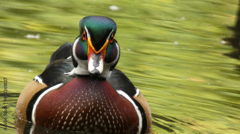 Wood Duck in the Water.