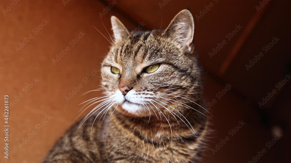 Funny portrait arrogant short-haired domestic tabby cat posing on dark brown background. Little kitten playing resting at home indoor. Pet care and animal life concept Funny portrait arrogant short-haired domestic tabby cat posing on dark brown background. Little kitten playing resting at home indoor. Pet care and animal life concept