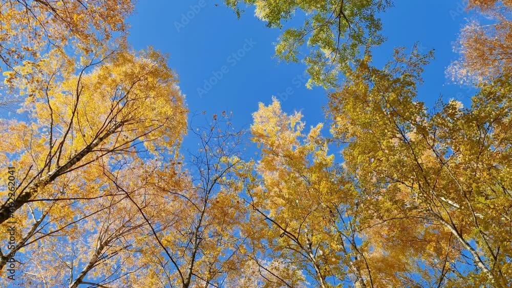 The Autumn Park. Autumn trees. Autumn Park. The Autumn Park. Autumn trees. Autumn Park.