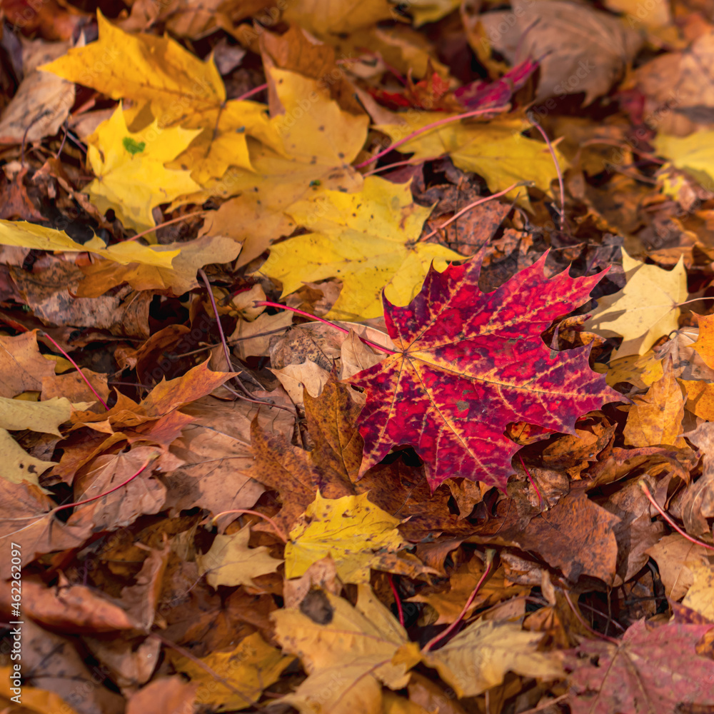 Autumn leaves on the ground in the forest