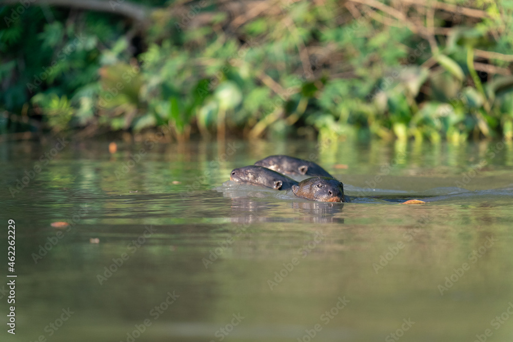 The giant otter or giant river otter (Pteronura brasiliensis) The giant otter or giant river otter (Pteronura brasiliensis)