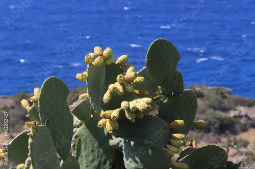 Kaktusfeigen am Meer