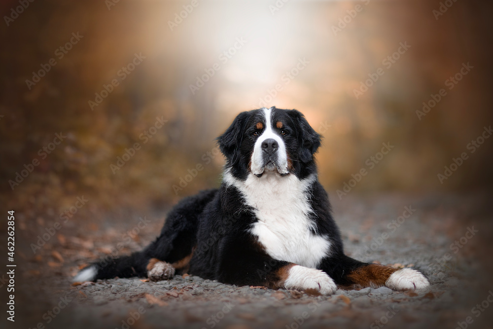 The Bernese Mountain Dog is a large dog breed The Bernese Mountain Dog is a large dog breed
