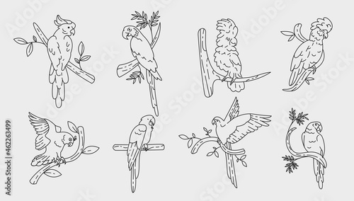 Parrots outline elements collection. Tropical birds line isolated set. Different parakeets in contour design