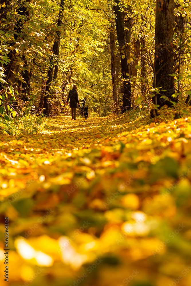 A man with a dog walks along an autumn alley. Yellow, golden, beautiful leaves and trees. Autumn, September, November, October.