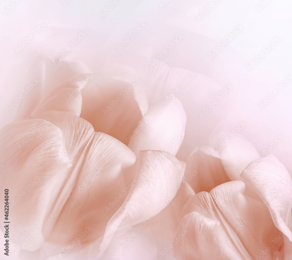 Light red tulips. Floral background. Closeup. Nature. Light red tulips. Floral background. Closeup. Nature.