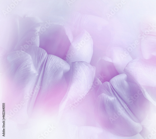Fototapeta Naklejka Na Ścianę i Meble -  Purple-pink  tulips flowers. Floral white background. Closeup. Nature.	