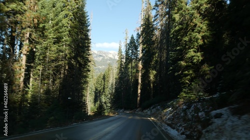 Driving auto in sequoia forest, perspective view from car. Large redwood coniferous trees and roadway near Kings Canyon. Road trip in national park of Northern California, USA. Hitchhiking traveling.