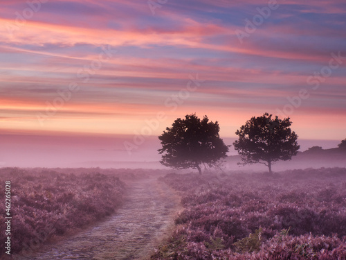 Roydon Common, King's Lynn, Norfolk UK