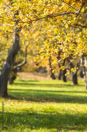 An apple branch with autumn yellowing leaves against the background of an apple orchard. Focus on the leaves in the foreground. Autumn garden preparation season for winterб Sunlight on the leaves