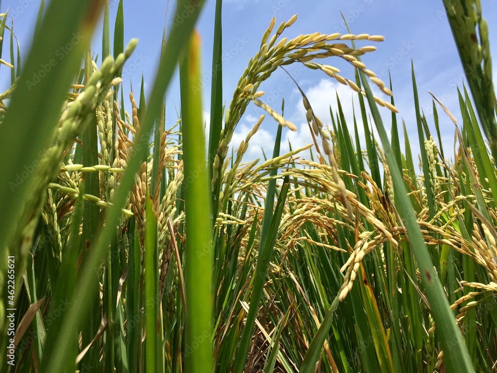 Obraz premium Indonesian local rice ready for harvest in a few weeks. The golden yellow color is a sign that the rice is ready to be harvested immediately.