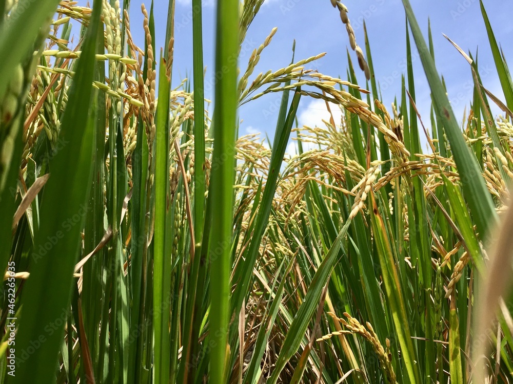 Fototapeta premium Indonesian local rice ready for harvest in a few weeks. The golden yellow color is a sign that the rice is ready to be harvested immediately.