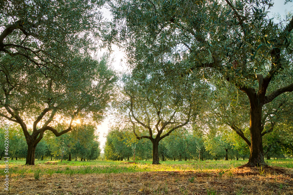 Olive tree plantation in Croatia Olive tree plantation in Croatia