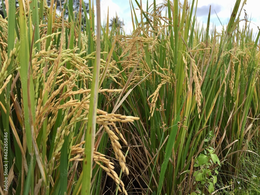 Obraz premium Indonesian local rice ready for harvest in a few weeks. The golden yellow color is a sign that the rice is ready to be harvested immediately.