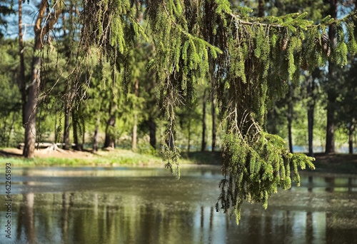 in the forest, the green branches of a fir tree with cones hang over the water surface of the pond on a sunny day