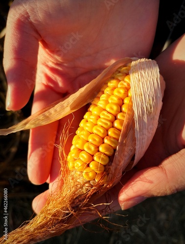 Kolba kukurydzy w dłoniach