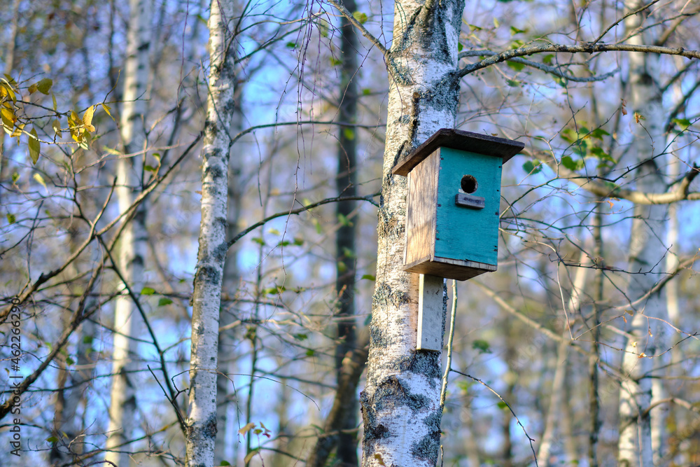 Birdhouse for birds on a birch tree, close up