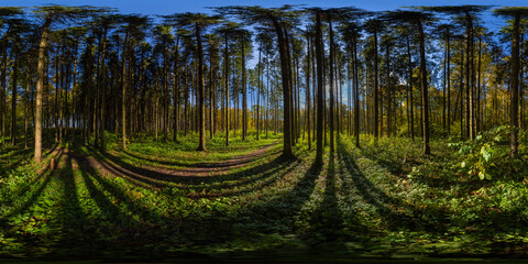 360 by 180 degree spherical panorama in sunny autumn day in pine forest with blue sky.