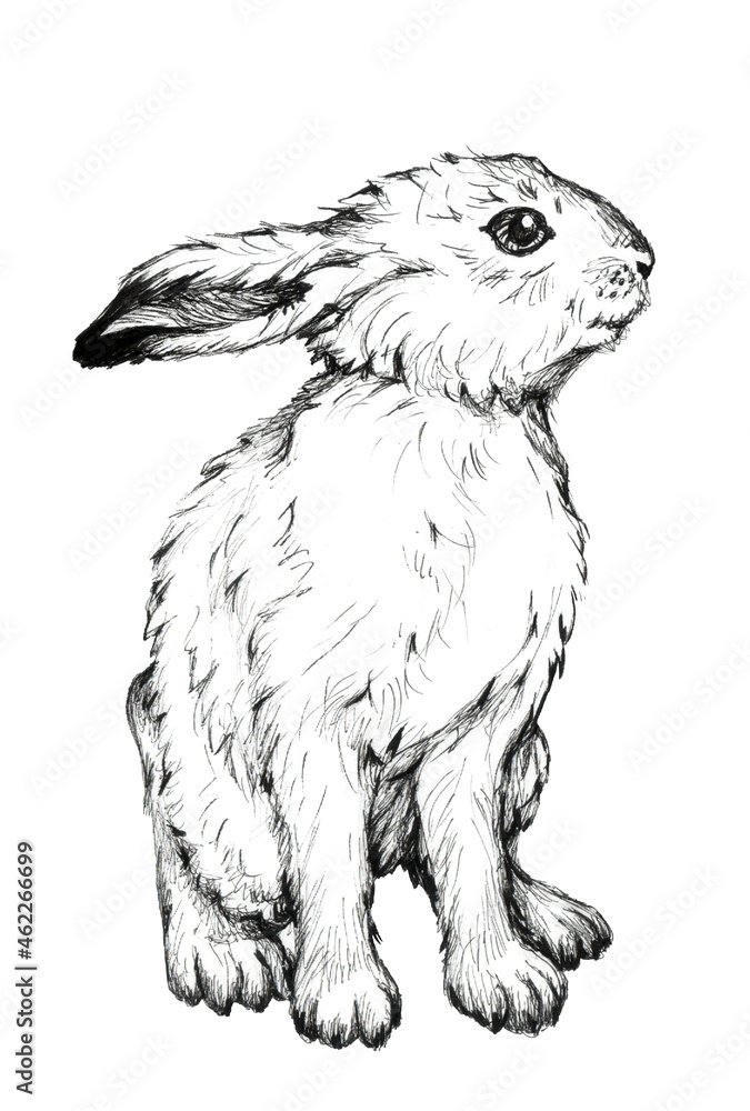 Hand-drawn image of a seated white hare. Lepus timidus.