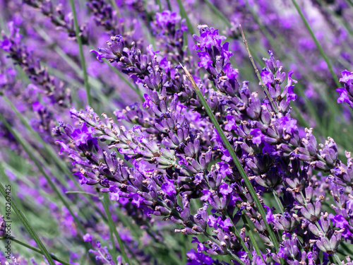 lavender field purple lavender flowers on a sunny day