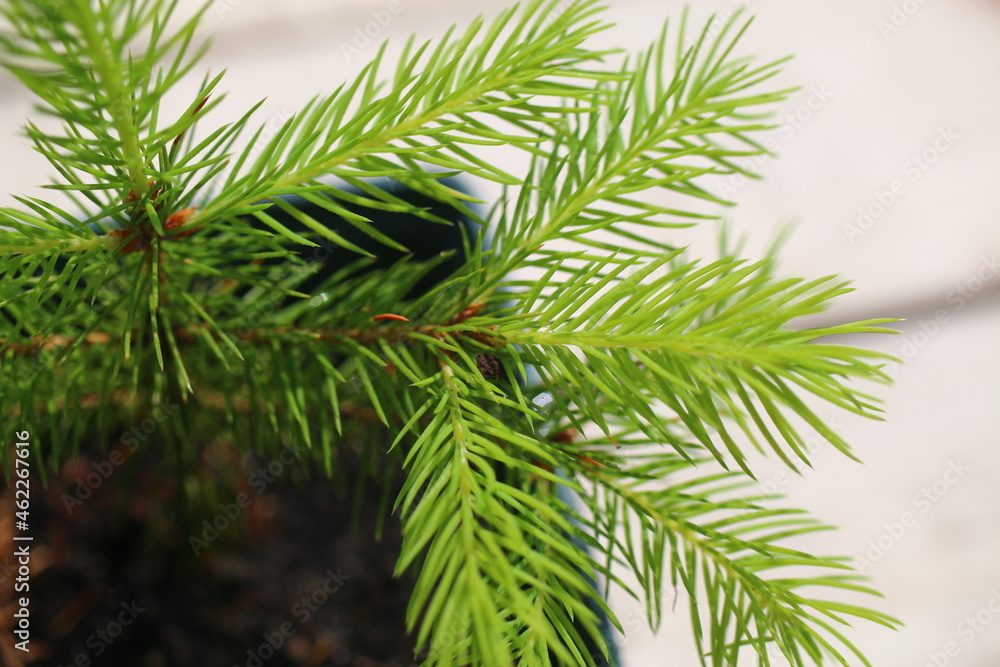 picea abies świerk pospolity picea abies świerk pospolity